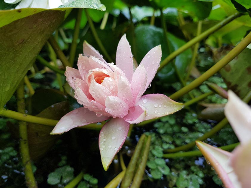 Hinh chup tu camera galaxy S8
