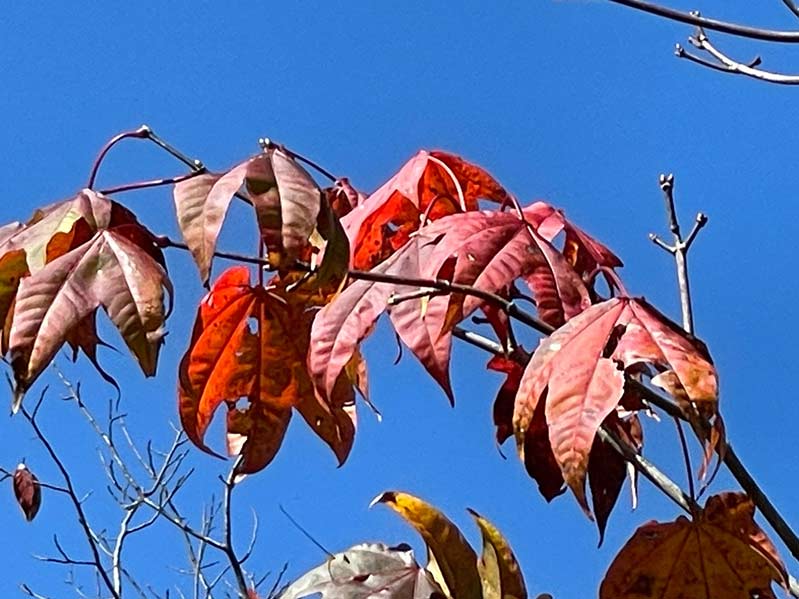 Zoom 5x ip 12 pro 