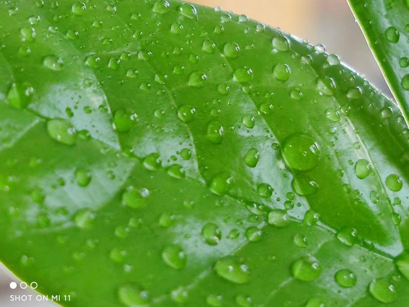 ảnh chụp macro xiaomi mi 11 