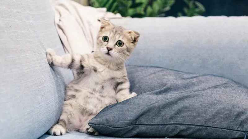 hình nền máy tính mèo bựa