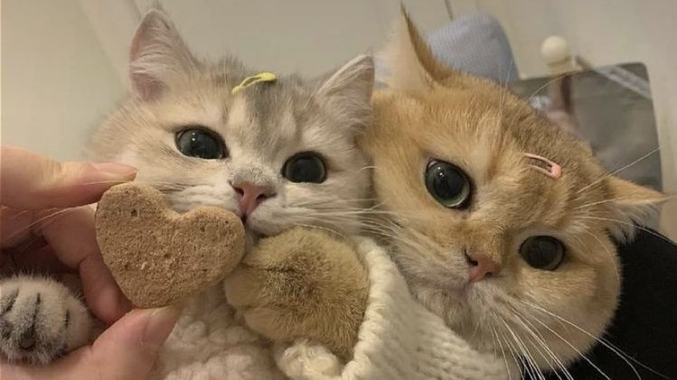Hình nền máy tính mèo đẹp nhất