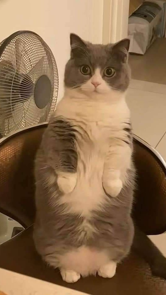 Hình nền meme mèo bựa