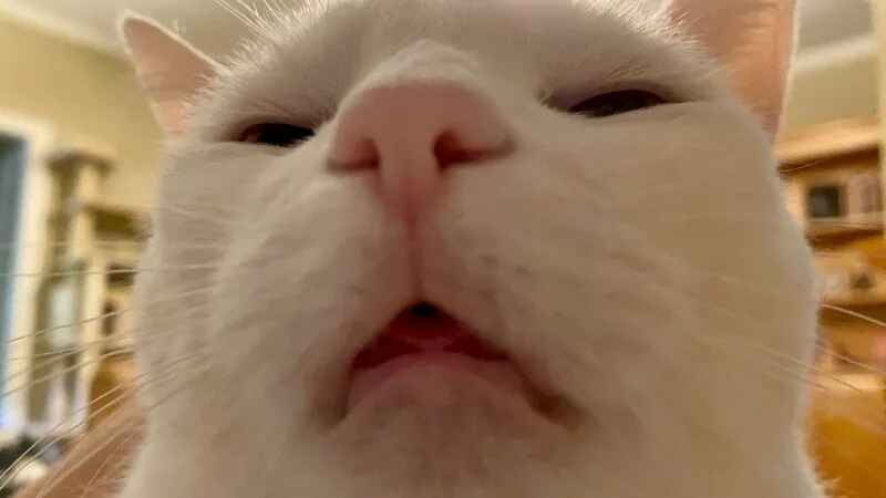 hình nền máy tính mèo bựa