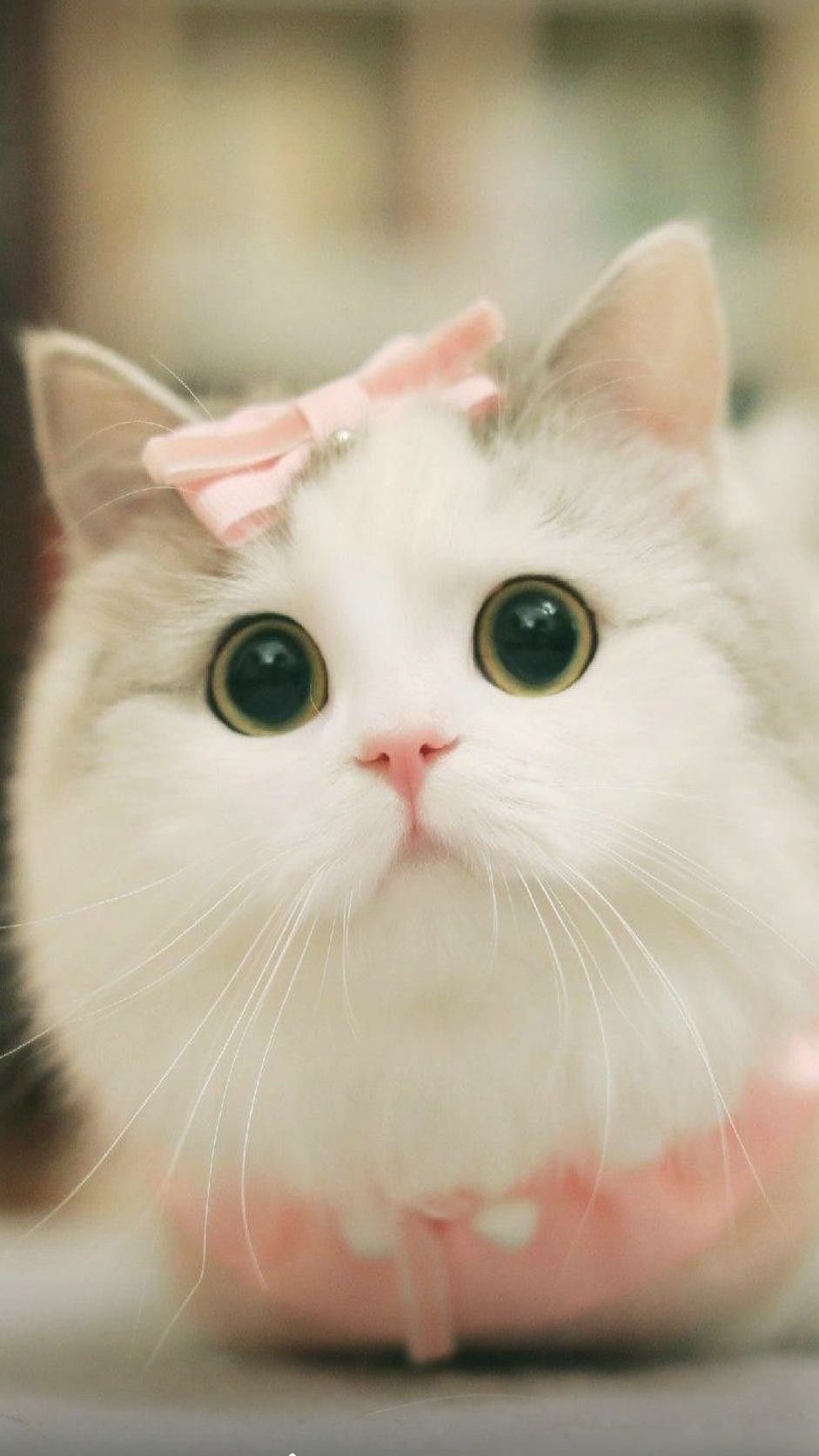 hình nền mèo cute, đẹp nhất