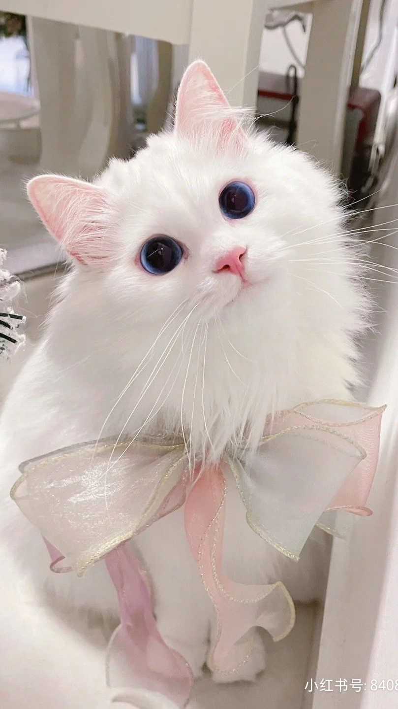 hình nền mèo cute, đẹp nhất