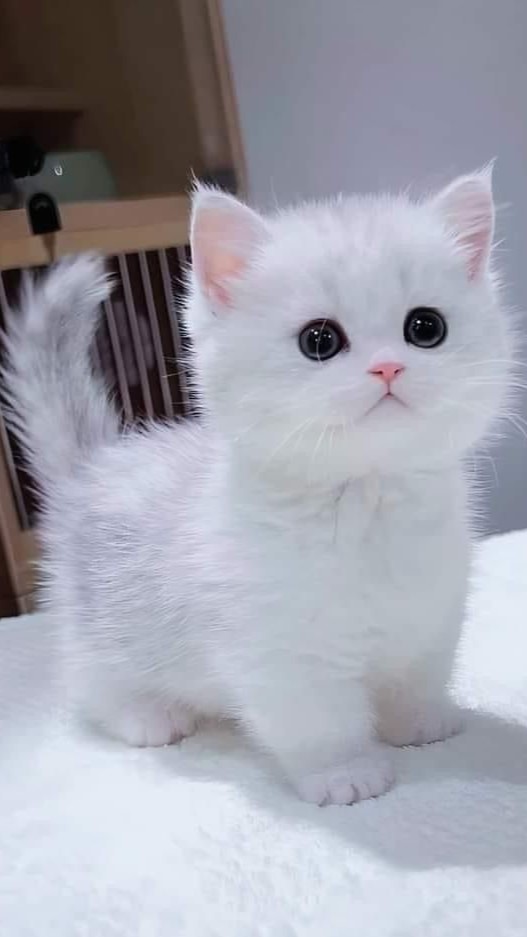 hình nền mèo cute, đẹp nhất