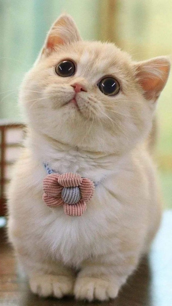 hình nền mèo cute, đẹp, ngầu nhất