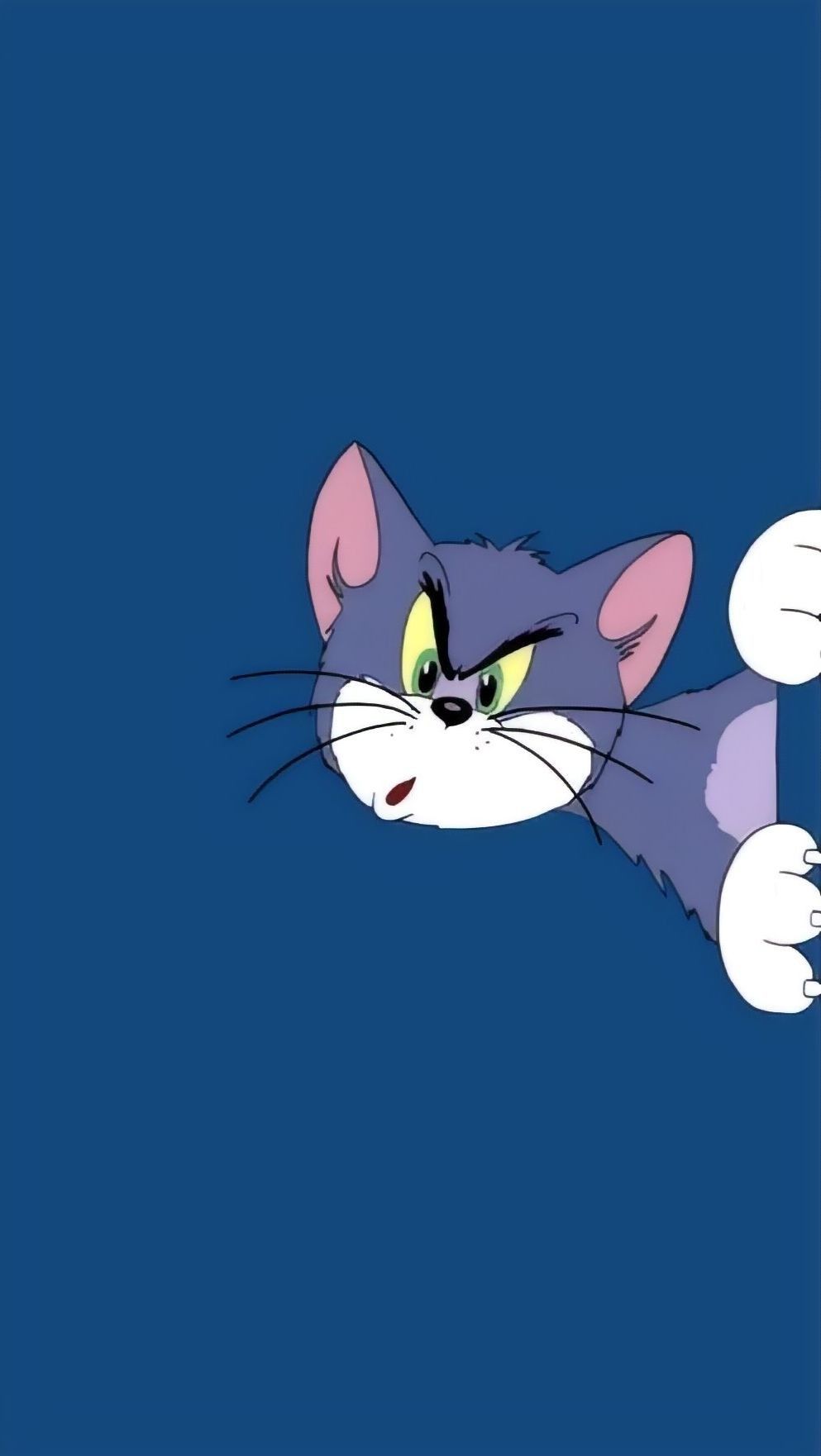 Hình nền mèo Tom