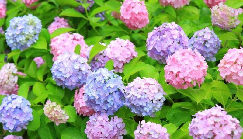 hình ảnh hoa cẩm tú cầu hồng