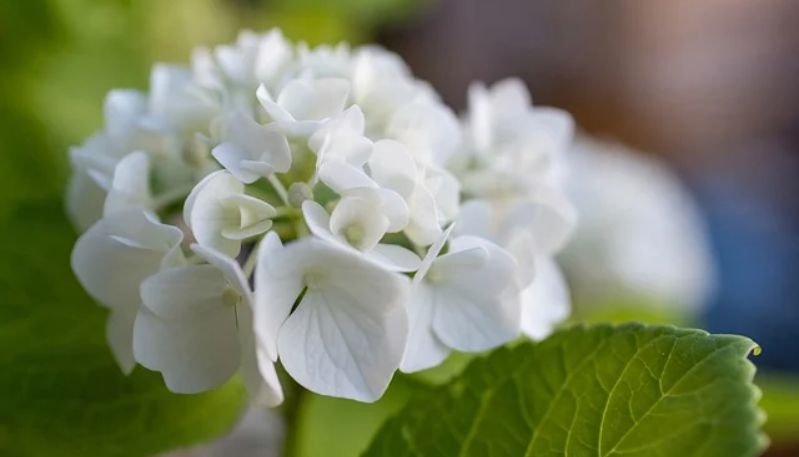 hình ảnh hoa cẩm tú cầu ở đà lạt