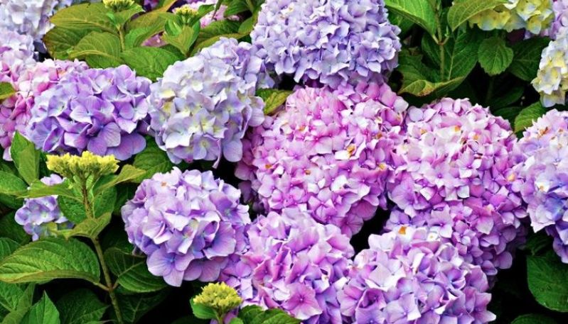 hình ảnh hoa cẩm tú cầu ở đà lạt