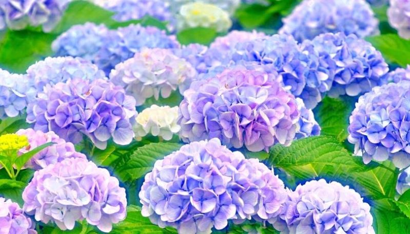 hình ảnh hoa cẩm tú cầu ở đà lạt
