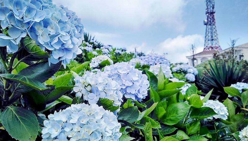 hình ảnh hoa cẩm tú cầu ở đà lạt
