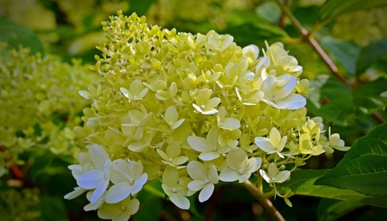 hình ảnh hoa cẩm tú cầu ở đà lạt