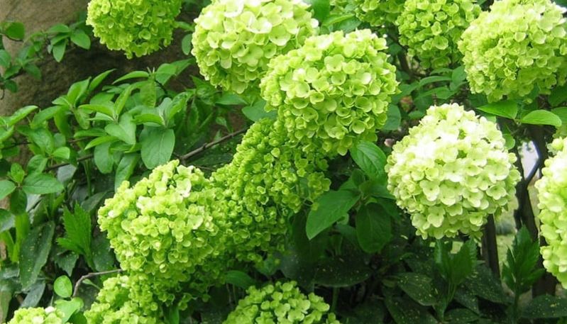 hình ảnh hoa cẩm tú cầu xanh lá