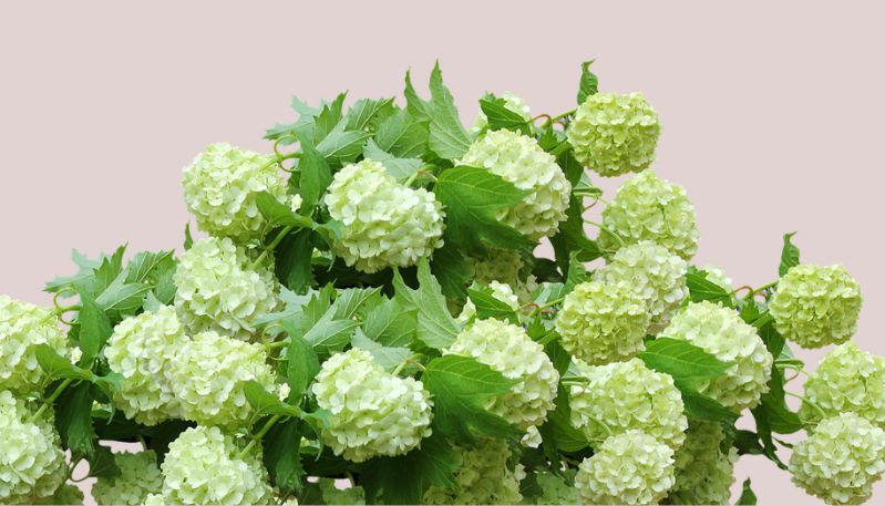 hình ảnh hoa cẩm tú cầu xanh lá