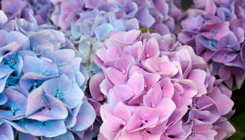 hình ảnh hoa cẩm tú cầu ở lạc dương