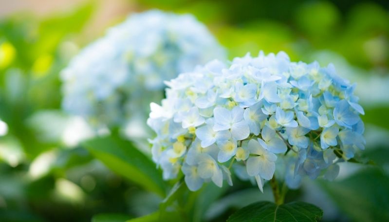 hình ảnh hoa cẩm tú cầu ở lạc dương
