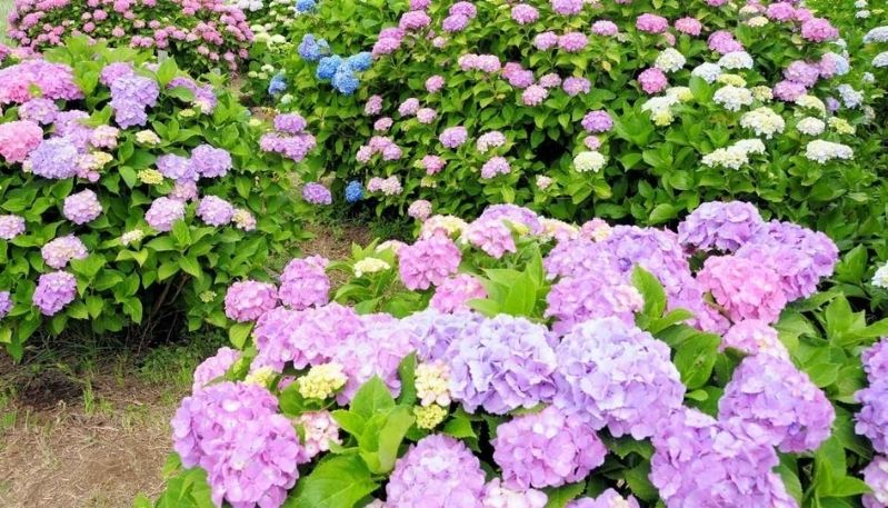 hình ảnh hoa cẩm tú cầu ở lạc dương