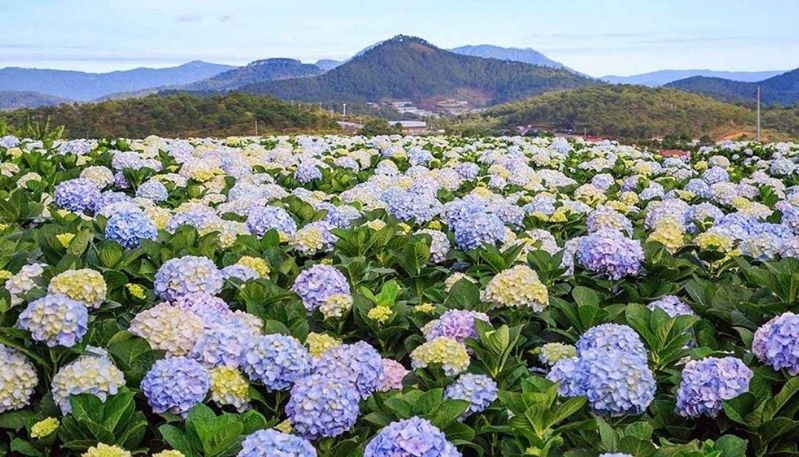 hình ảnh hoa cẩm tú cầu ở lạc dương
