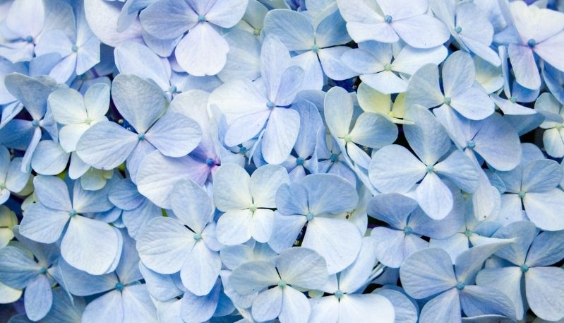 hình ảnh hoa cẩm tú cầu ở làng đất sét