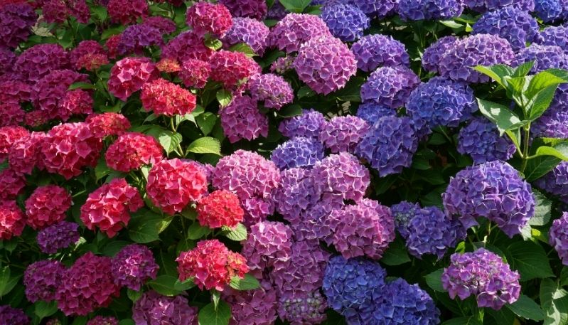 hình ảnh hoa cẩm tú cầu ở làng đất sét