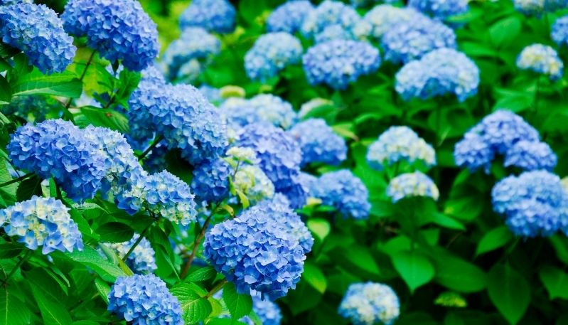 hình ảnh hoa cẩm tú cầu ở làng đất sét
