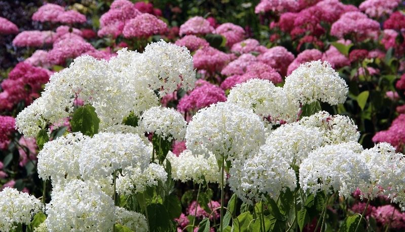 hình ảnh hoa cẩm tú cầu ở làng đất sét