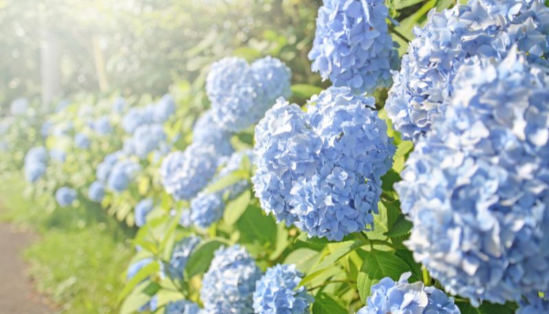hình ảnh hoa cẩm tú cầu pha lê