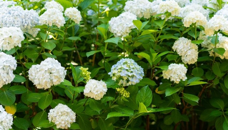 hình ảnh hoa cẩm tú cầu tại hàn quốc