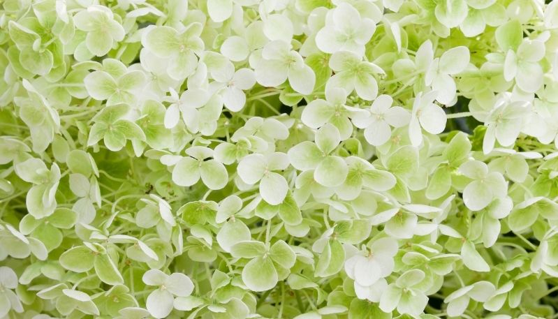hình ảnh hoa cẩm tú cầu tại hàn quốc