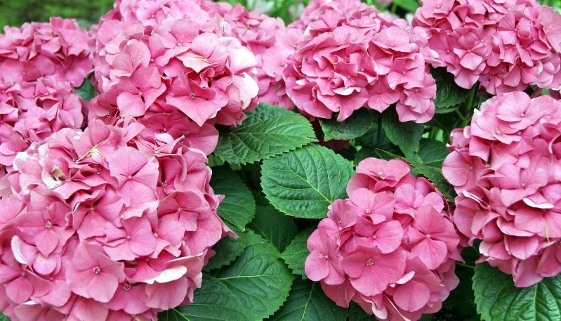 hình ảnh hoa cẩm tú cầu tại hàn quốc