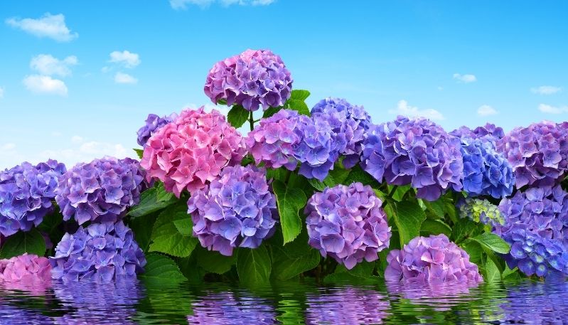 hình ảnh hoa cẩm tú cầu tại hàn quốc