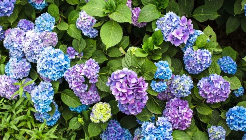 hình ảnh hoa cẩm tú cầu tại hàn quốc