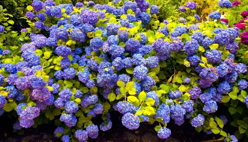 hình ảnh hoa cẩm tú cầu tại hàn quốc