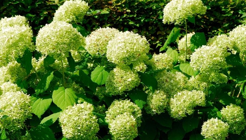 hình ảnh hoa cẩm tú cầu tại nhật