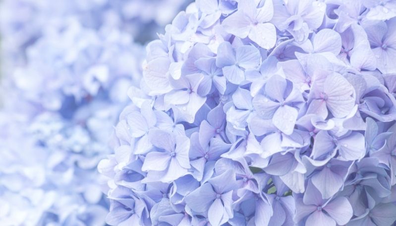 hình ảnh hoa cẩm tú cầu tại nhật