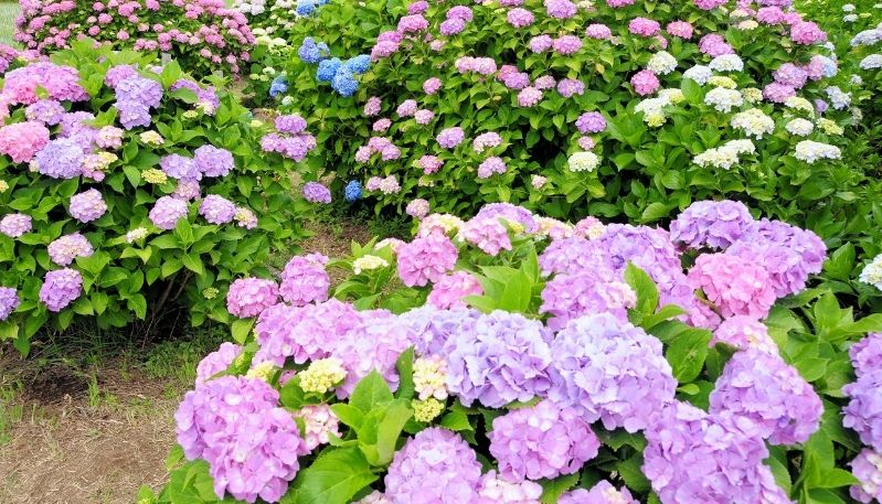 hình ảnh hoa cẩm tú cầu tại nhật