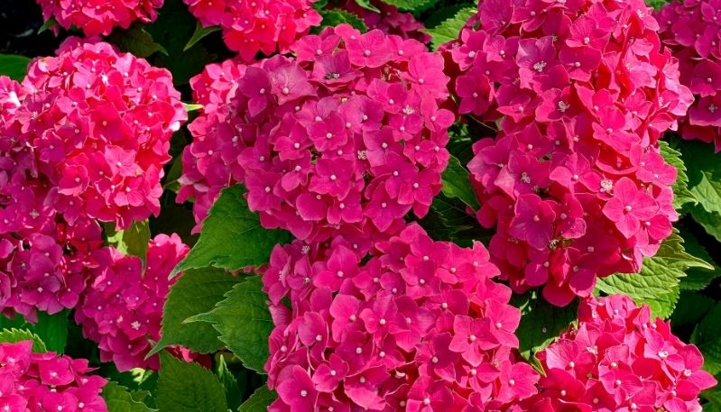 hình ảnh hoa cẩm tú cầu tại nhật