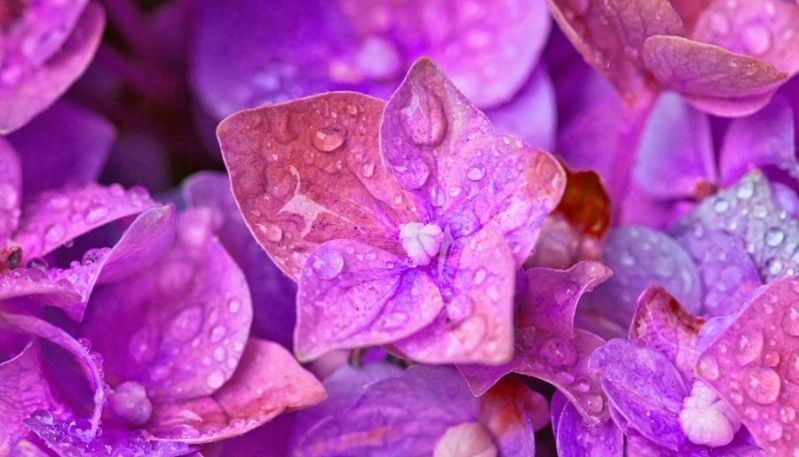 hình ảnh hoa cẩm tú cầu tại nhật