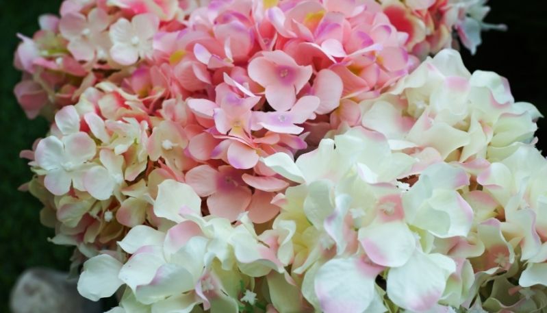 hình ảnh hoa cẩm tú cầu tại nhật