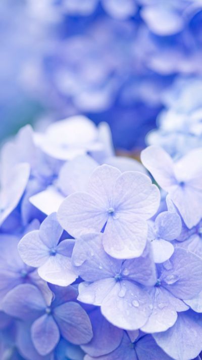hình nền hoa cẩm tú cầu cho điện thoại