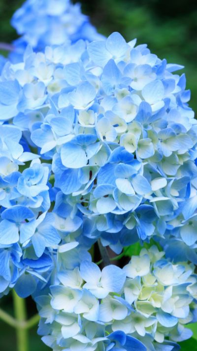 hình nền hoa cẩm tú cầu cho điện thoại