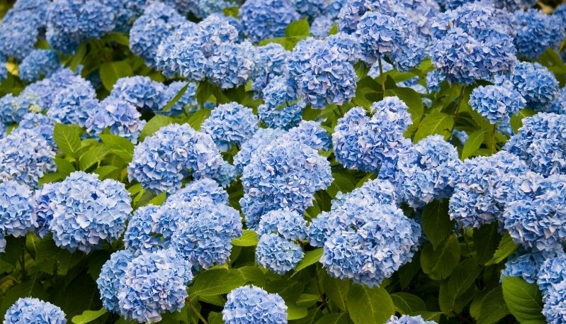 hình nền hoa cẩm tú cầu cho máy tính