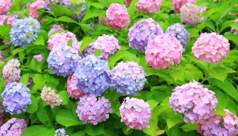 hình nền hoa cẩm tú cầu cho máy tính