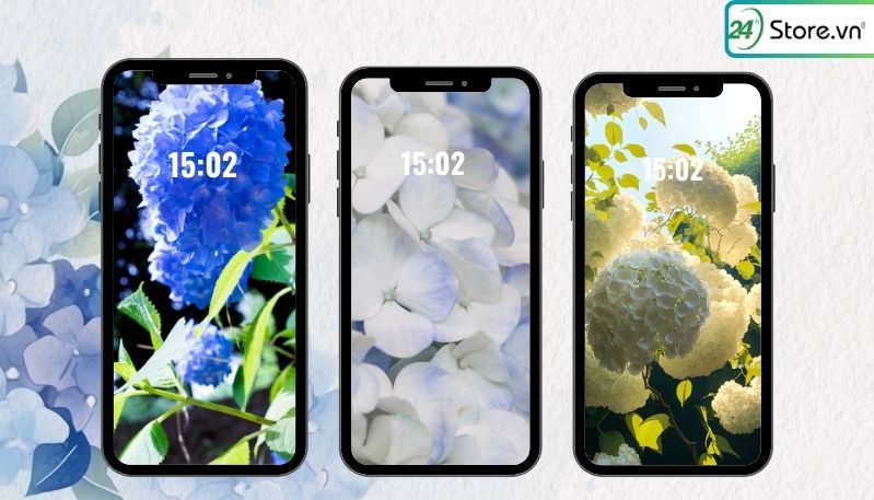 hình nền hoa cẩm tú cầu