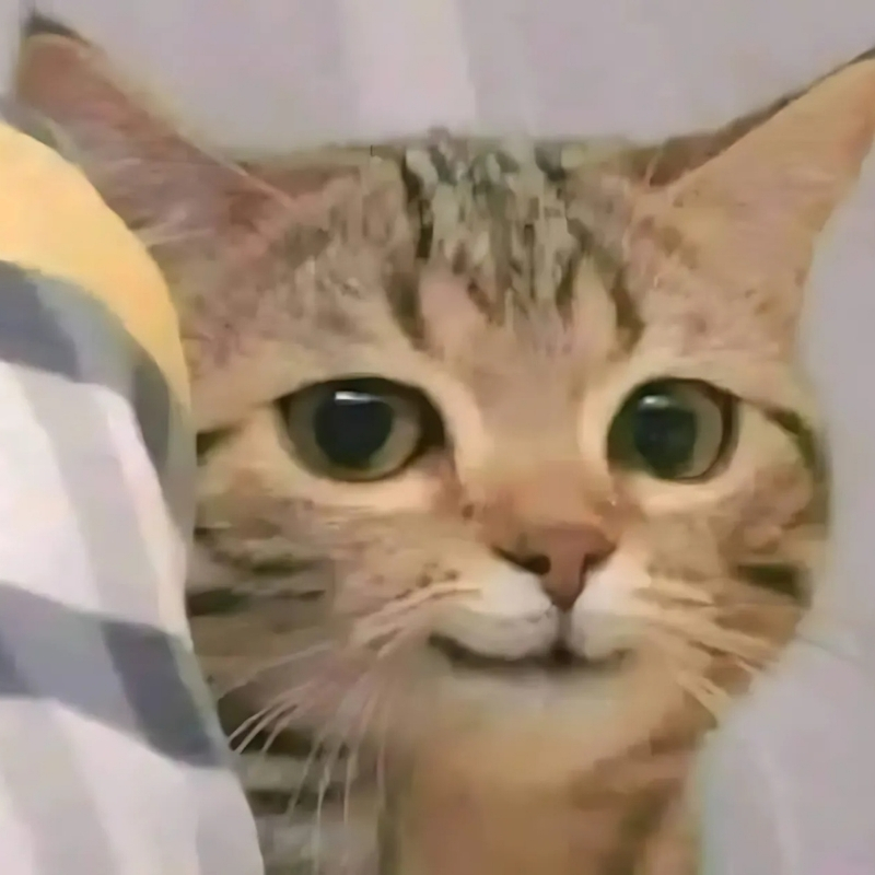 hình meme mèo biểu cảm sang chảnh