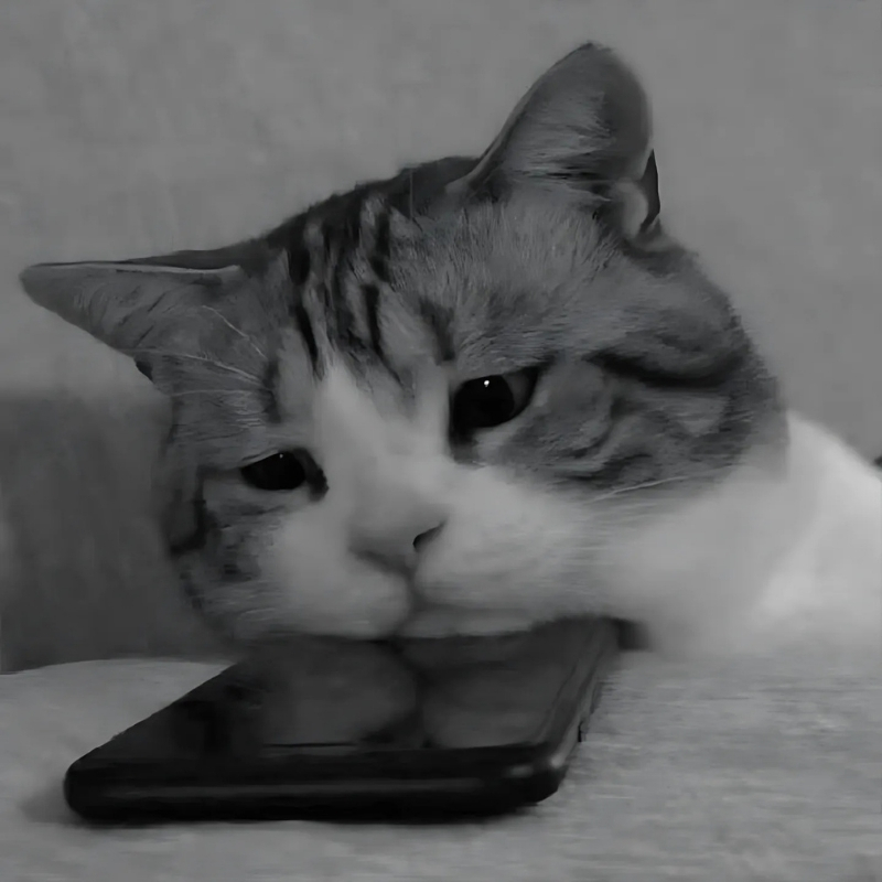 meme mèo biểu cảm đẹp nhất