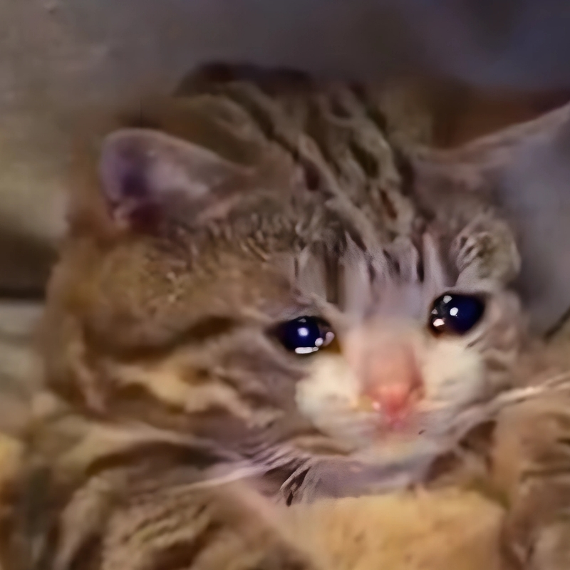 meme mèo biểu cảm thu hút
