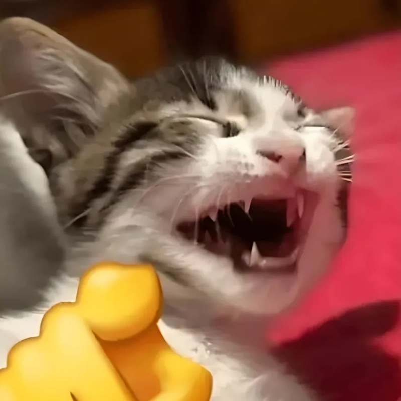 meme mèo cười chỉ tay cực cao